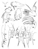 Species Temorites similis - Plate 3 of morphological figures