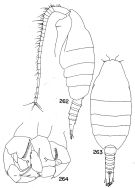 Espce Paraheterorhabdus (Paraheterorhabdus) illgi - Planche 3 de figures morphologiques