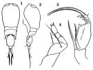 Espce Corycaeus (Corycaeus) vitreus - Planche 1 de figures morphologiques