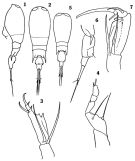 Espce Corycaeus (Agetus) flaccus - Planche 1 de figures morphologiques