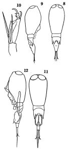 Espce Corycaeus (Agetus) limbatus - Planche 1 de figures morphologiques