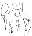 Espce Corycaeus (Ditrichocorycaeus) subtilis - Planche 1 de figures morphologiques