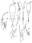 Espce Corycaeus (Ditrichocorycaeus) erythraeus - Planche 1 de figures morphologiques