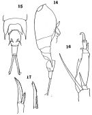 Espce Corycaeus (Ditrichocorycaeus) dahli - Planche 1 de figures morphologiques