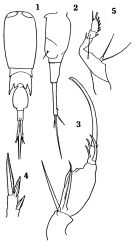 Espce Corycaeus (Ditrichocorycaeus) dahli - Planche 2 de figures morphologiques