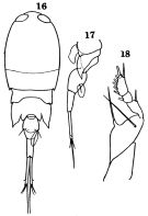 Espce Corycaeus (Onychocorycaeus) agilis - Planche 1 de figures morphologiques