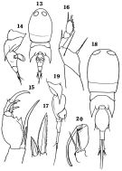 Espce Corycaeus (Onychocorycaeus) pacificus - Planche 2 de figures morphologiques