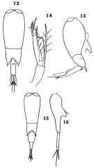 Espce Farranula concinna - Planche 1 de figures morphologiques
