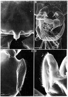 Espce Heterorhabdus spinifrons - Planche 10 de figures morphologiques