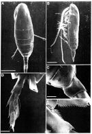 Espce Calanus australis - Planche 6 de figures morphologiques