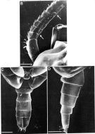 Espce Scaphocalanus curtus - Planche 5 de figures morphologiques