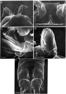 Species Oncaea englishi - Plate 3 of morphological figures
