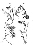 Espce Neocalanus tonsus - Planche 7 de figures morphologiques