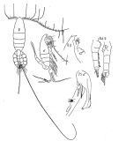 Espce Euchaeta marina - Planche 1 de figures morphologiques