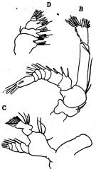 Espce Neocalanus plumchrus - Planche 2 de figures morphologiques