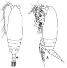 Espce Aetideopsis rostrata - Planche 9 de figures morphologiques