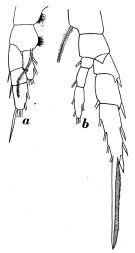 Espce Aetideopsis rostrata - Planche 10 de figures morphologiques