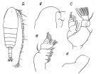 Espce Neocalanus plumchrus - Planche 3 de figures morphologiques