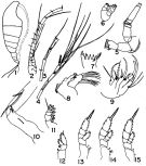 Espce Chiridiella chainae - Planche 1 de figures morphologiques