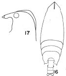 Espce Scottocalanus backusi - Planche 1 de figures morphologiques