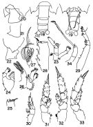 Espce Scottocalanus backusi - Planche 2 de figures morphologiques