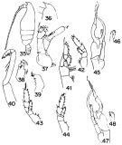 Species Euchirella pseudotruncata - Plate 2 of morphological figures