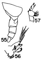 Espce Cephalophanes tectus - Planche 2 de figures morphologiques
