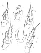 Espce Grievella shanki - Planche 5 de figures morphologiques