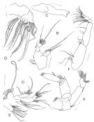 Espce Brachycalanus flemingeri - Planche 2 de figures morphologiques