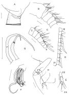 Espce Brachycalanus ordinarius - Planche 3 de figures morphologiques
