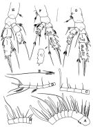 Espce Scopalatum vorax - Planche 2 de figures morphologiques