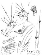 Espce Scopalatum vorax - Planche 3 de figures morphologiques