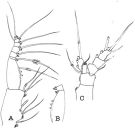 Espce Scopalatum vorax - Planche 4 de figures morphologiques