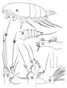Species Amallothrix lobophora - Plate 3 of morphological figures