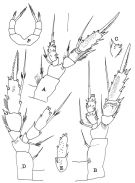 Espce Amallothrix lobophora - Planche 5 de figures morphologiques