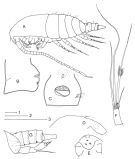 Espce Ridgewayia klausruetzleri - Planche 1 de figures morphologiques