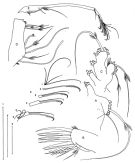 Espce Parkius karenwishnerae - Planche 3 de figures morphologiques