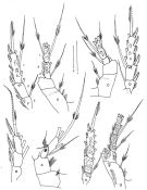 Espce Parkius karenwishnerae - Planche 4 de figures morphologiques