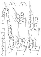 Espce Oithona davisae - Planche 2 de figures morphologiques