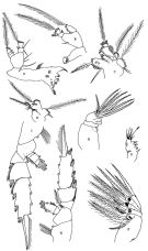 Espce Pseudochirella notacantha - Planche 7 de figures morphologiques