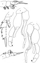 Espce Pseudochirella notacantha - Planche 9 de figures morphologiques