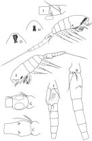 Espce Oithona pacifica - Planche 1 de figures morphologiques