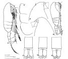 Species Pseudocalanus mimus - Plate 1 of morphological figures