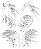 Espce Oithona pacifica - Planche 6 de figures morphologiques