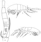 Espce Oithona brevicornis - Planche 1 de figures morphologiques