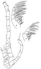 Espce Oithona brevicornis - Planche 2 de figures morphologiques