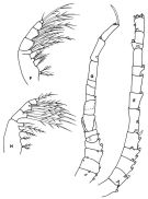 Espce Oithona wellershausi - Planche 2 de figures morphologiques