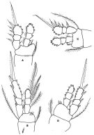 Espce Oithona brevicornis - Planche 6 de figures morphologiques