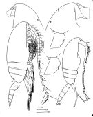 Espce Pseudocalanus major - Planche 1 de figures morphologiques