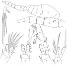 Espce Oithona bowmani - Planche 1 de figures morphologiques